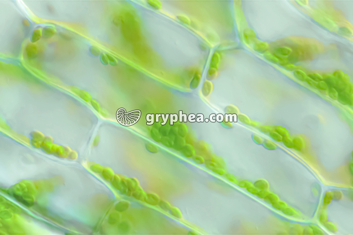 Cellule d'Elodée avec chloroplastes x160 - gryphea.org